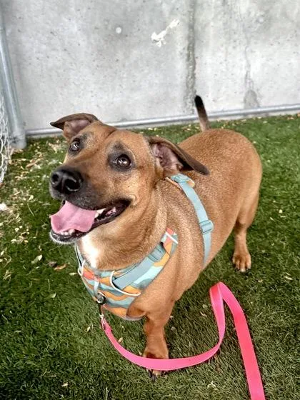 An adult medium-sized male Dachshund dog named Moncler for adoption in Seattle, WA