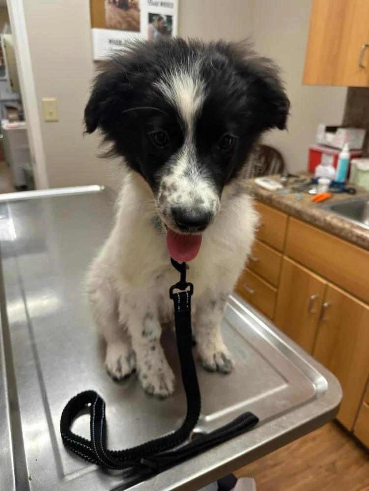 A baby small-sized male Tricolor (Brown, Black, & White) Australian Shepherd dog named Bravon for adoption in Ontario, CA