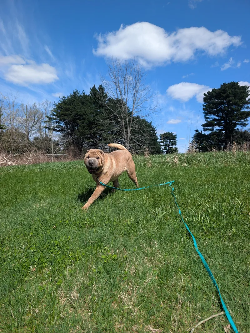 An adult medium-sized female Apricot / Beige Shar-Pei dog named Mochi for adoption in Mansfield Center, CT
