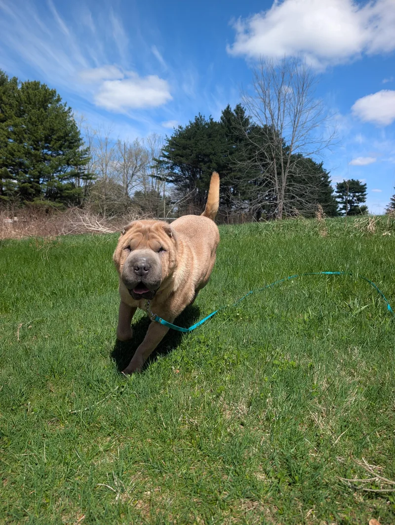 Mochi thumbnail 3