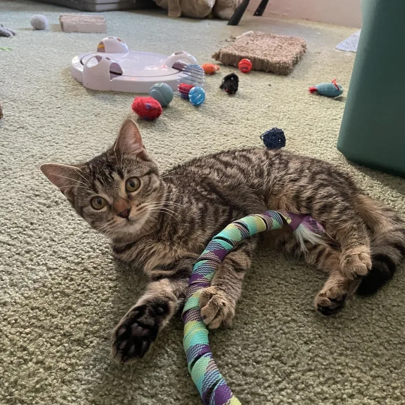 A young small-sized female Brown / Chocolate Domestic Short Hair cat named Peep for adoption in Hemet, CA