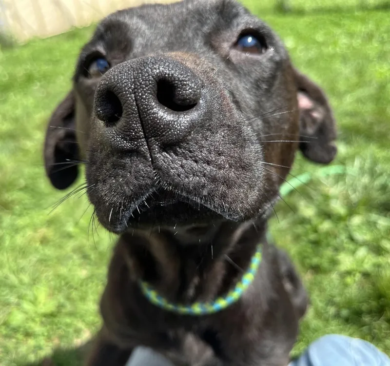 An adult medium-sized male Black Mixed Breed dog named Artemis for adoption in Youngstown, OH