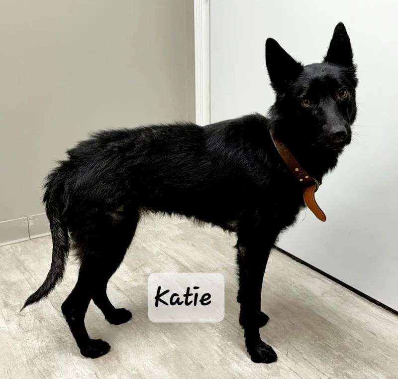 An adult medium-sized female Black German Shepherd Dog dog named Katie for adoption in Urbana, OH