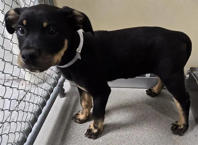 A baby small-sized male Rottweiler dog named Tank for adoption in Lancaster, CA