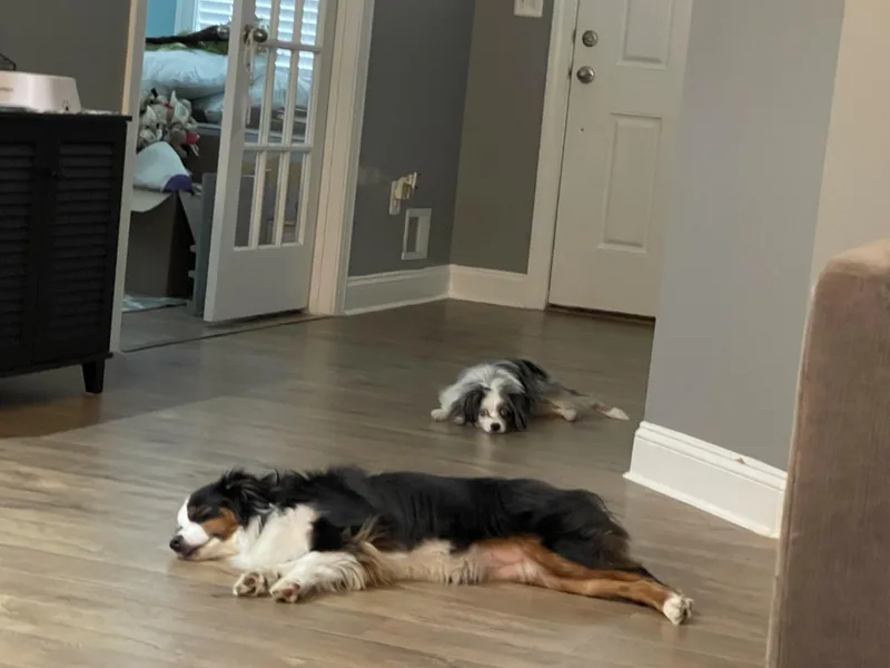 An adult small-sized female Australian Shepherd dog named Luna and Nyx for adoption in Alexandria, VA