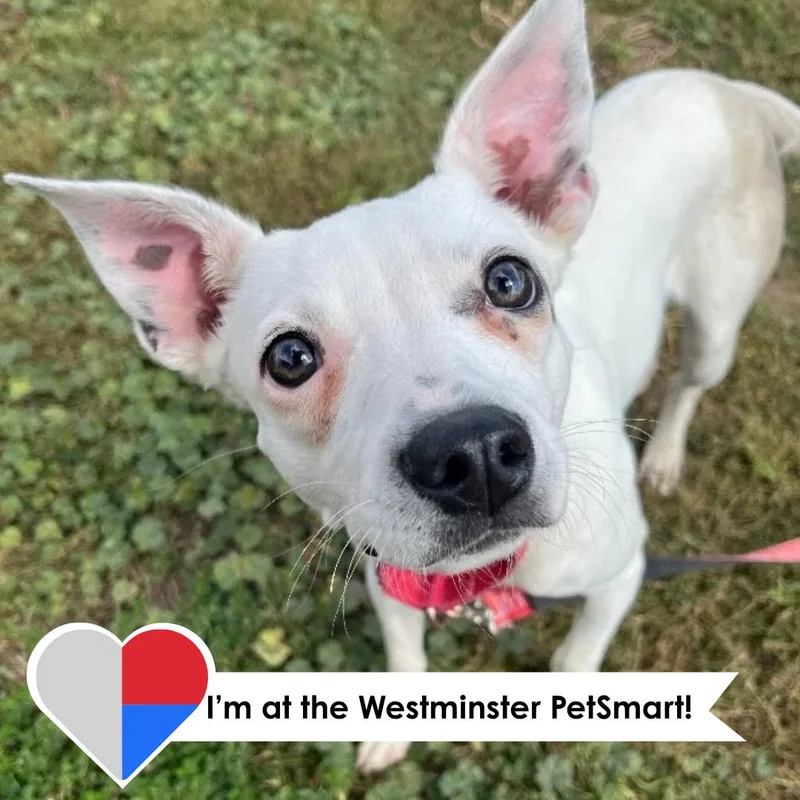 A young small-sized female Chihuahua dog named Diva for adoption in Fort Collins, CO