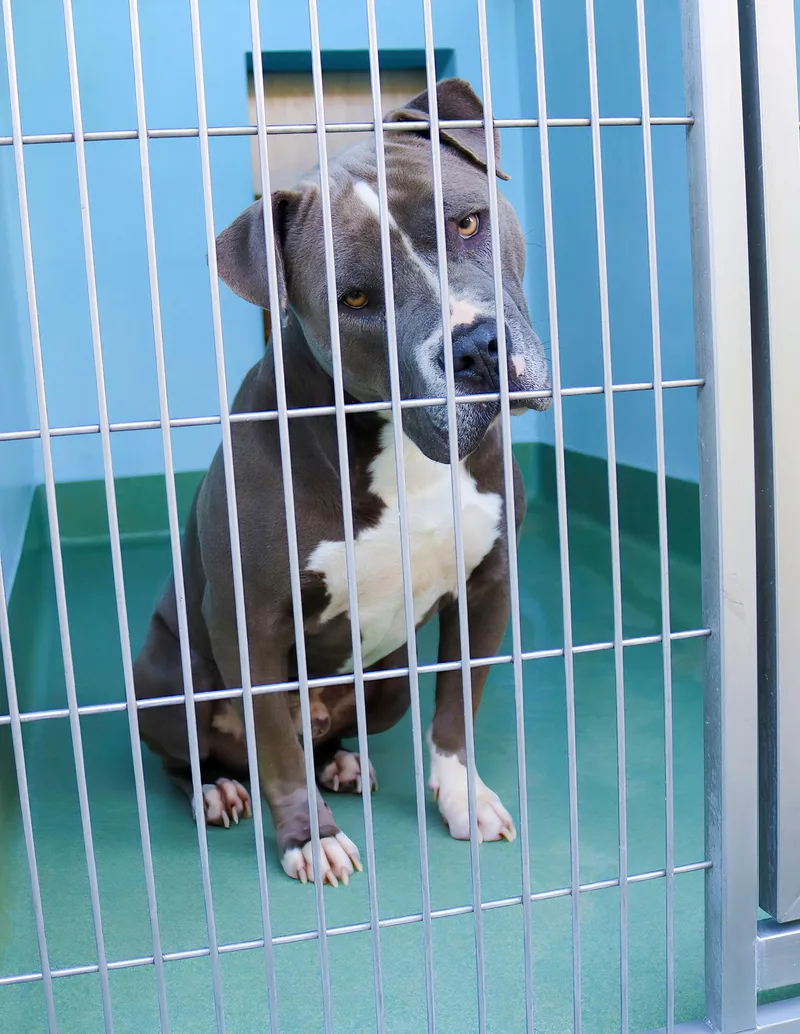 An adult medium-sized male Pit Bull Terrier dog named Blue for adoption in Pasadena, CA