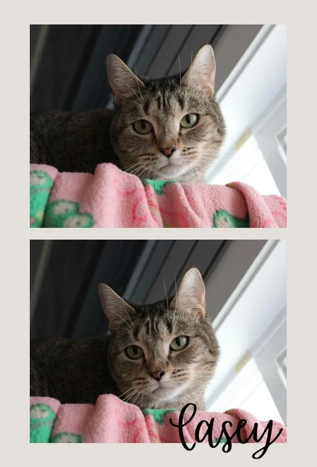 Casey Herpes thumbnail 3