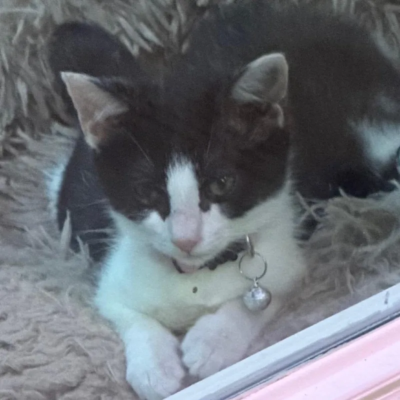 A baby small-sized female Black Domestic Short Hair cat named Hereford for adoption in Brevard, NC