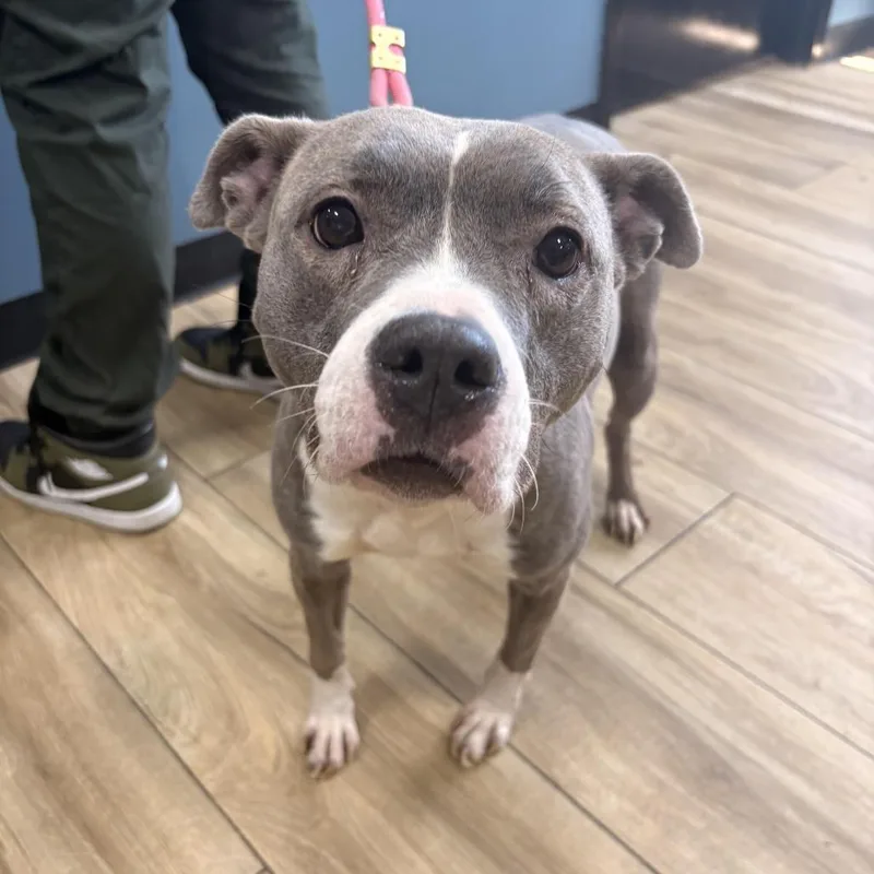 An adult medium-sized female Gray / Blue / Silver Pit Bull Terrier dog named Bella for adoption in Newark, NJ