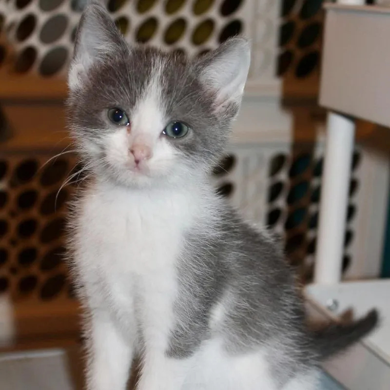 A baby small-sized male Gray / Blue / Silver Domestic Short Hair cat named Jose for adoption in St Joseph, MO