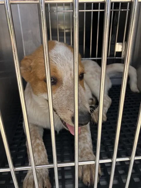 A baby large-sized male Mixed Breed dog named Nelson for adoption in Dallas, TX