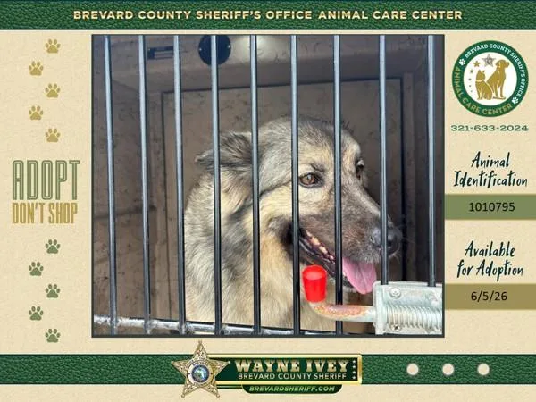 An adult large-sized female Mixed Breed dog named Athena for adoption in Melbourne, FL