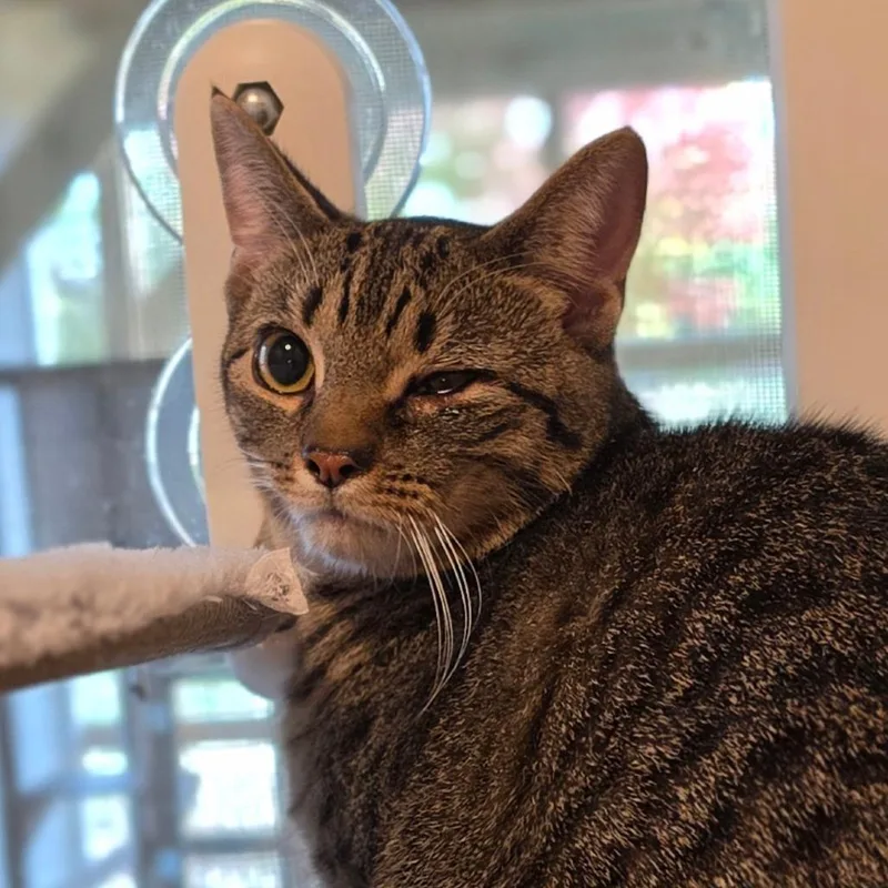 A young medium-sized male Brown / Chocolate Domestic Short Hair cat named Billy for adoption in Muncie, IN