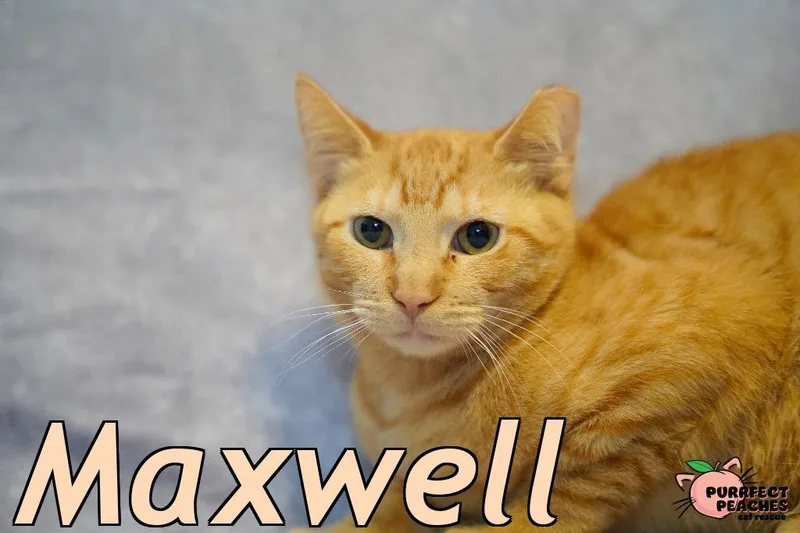 Maxwell thumbnail 4