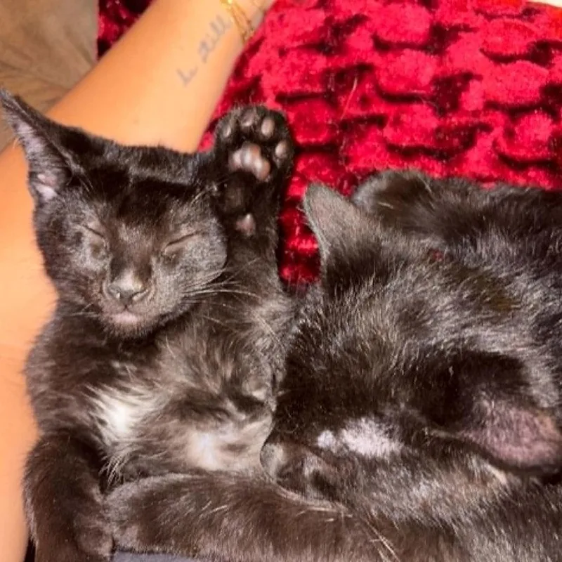 A baby small-sized male Black Domestic Short Hair cat named Mr. Bashful for adoption in West Olive, MI