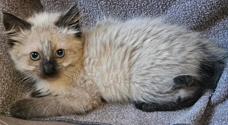A baby medium-sized male Domestic Long Hair cat named Giorgio for adoption in San Jose, CA
