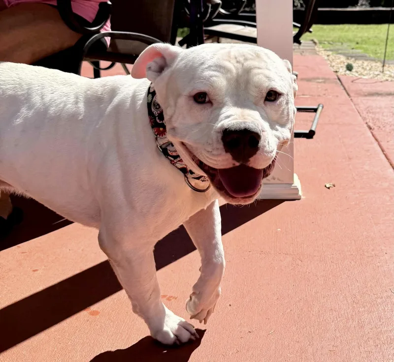 An adult medium-sized male American Bully dog named Skelly for adoption in Knoxville, TN