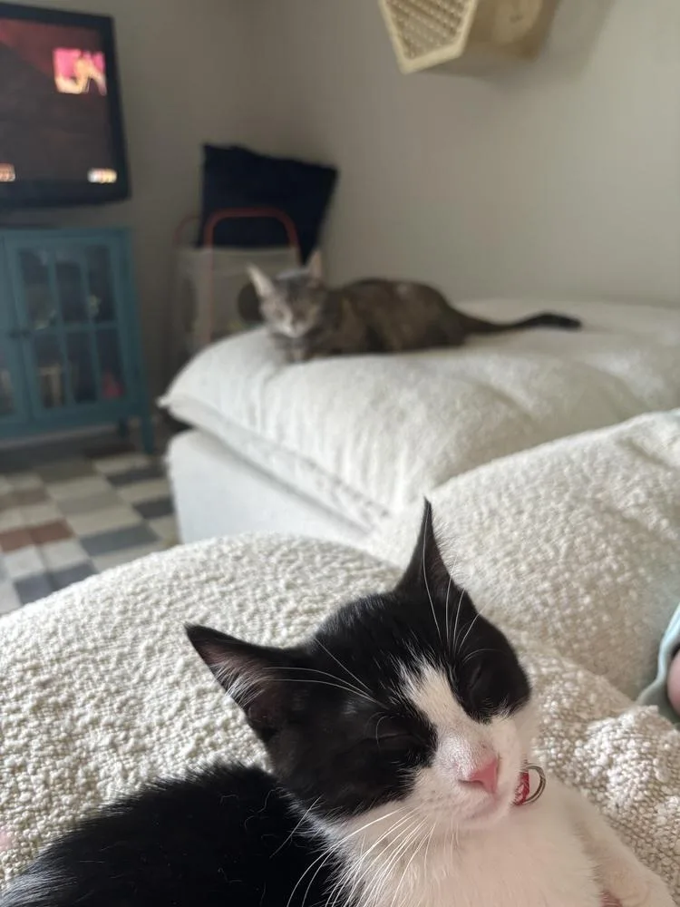 A baby medium-sized male Black & White / Tuxedo Domestic Short Hair cat named Radiohead for adoption in Lansing, MI