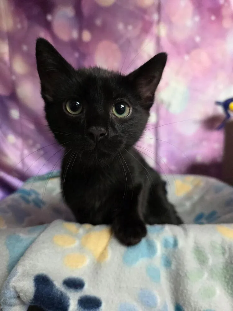 A baby small-sized male Black Domestic Short Hair cat named Scooby for adoption in Aurora, CO