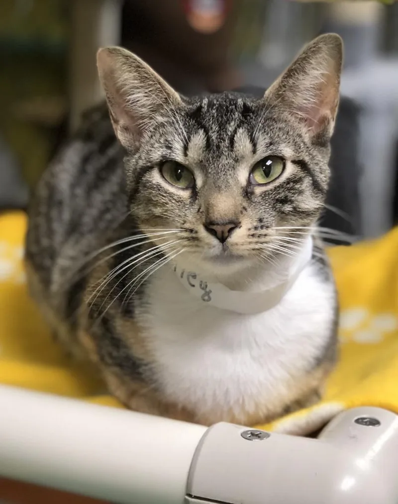 An adult medium-sized female Domestic Short Hair cat named Motley for adoption in Pottsville, PA