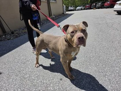 An adult large-sized male Mixed Breed dog named Thor for adoption in West Chester, PA