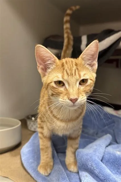 A baby medium-sized female Domestic Short Hair cat named Ginger for adoption in Boston, MA