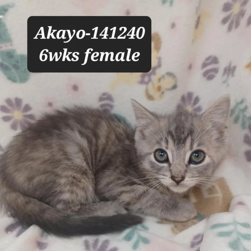 A baby small-sized female Domestic Short Hair cat named Akayo for adoption in New Tazewell, TN