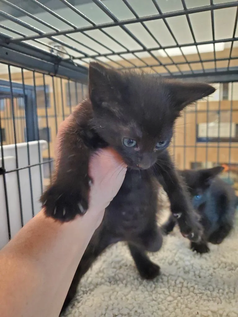 A young small-sized male Domestic Long Hair cat named Shawn for adoption in Bossier City, LA
