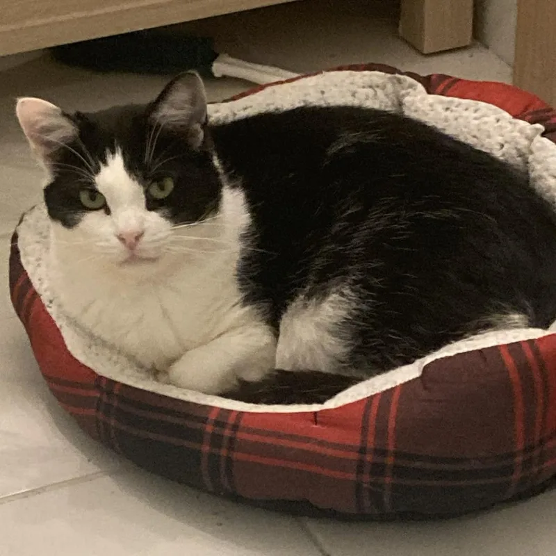 An adult medium-sized male Black Domestic Short Hair cat named Mouse for adoption in Gibsonia, PA