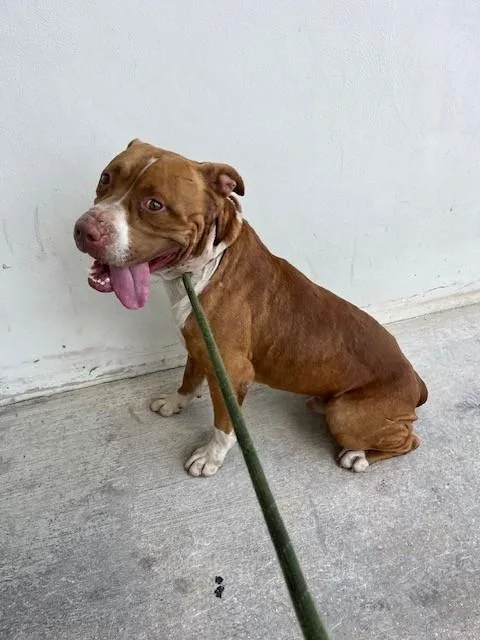 A young large-sized male Pit Bull Terrier dog named Kano for adoption in Miami, FL