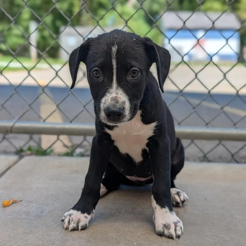 A baby medium-sized female Black Labrador Retriever dog named Sarah for adoption in Fenton, MI
