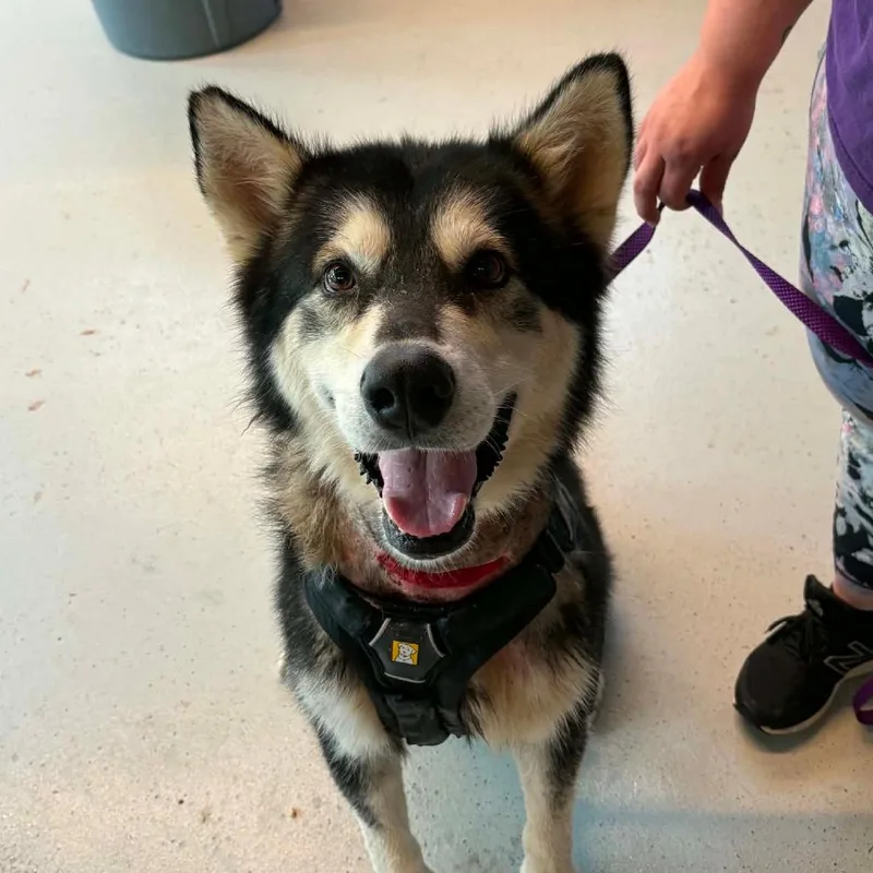 An adult large-sized male Black Mixed Breed dog named Baxter for adoption in Huntington, WV
