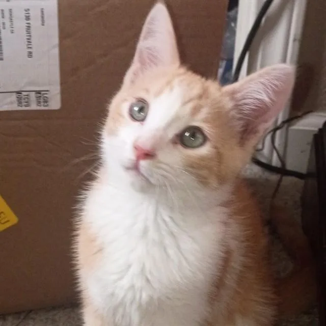 A baby small-sized male Domestic Medium Hair cat named Garbanzo Bean for adoption in Auburn, CA
