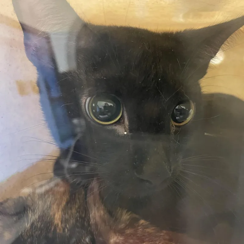 An adult large-sized female Black Domestic Short Hair cat named Hocus Pocus for adoption in Philadelphia, PA