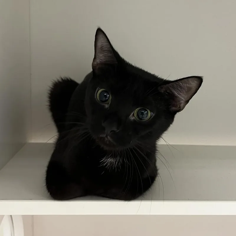 Hocus Pocus thumbnail 2