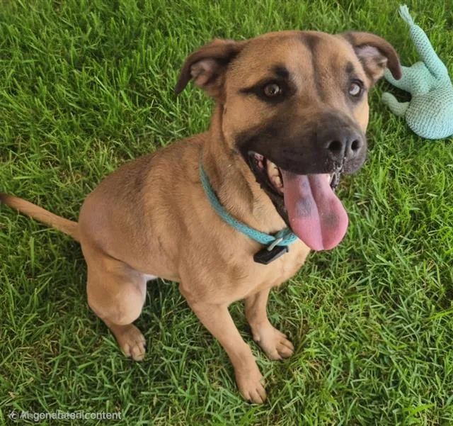 An adult medium-sized female Labrador Retriever dog named Tuluv for adoption in Albuquerque, NM