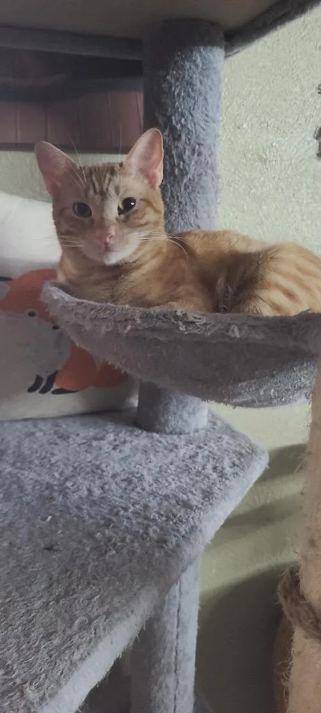 Butterscotch thumbnail 3