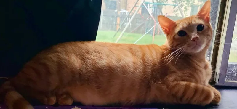 Butterscotch thumbnail 4