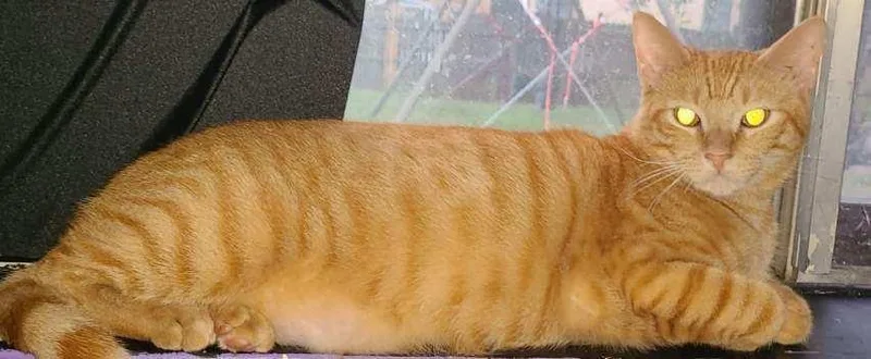 Butterscotch thumbnail 5