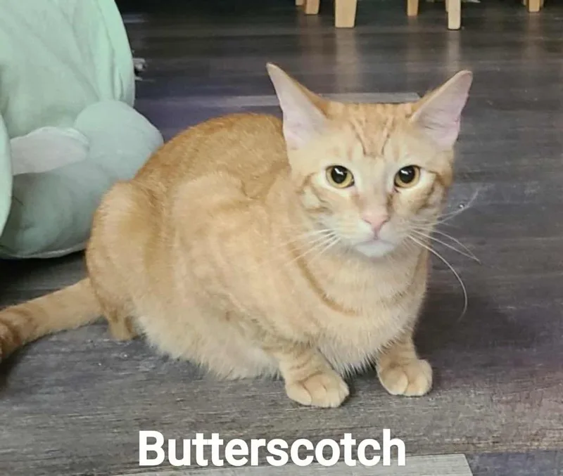 Butterscotch thumbnail 6