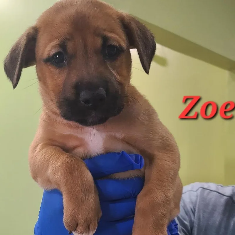 A baby medium-sized female Mixed Breed dog named Zoey for adoption in Seminole, FL