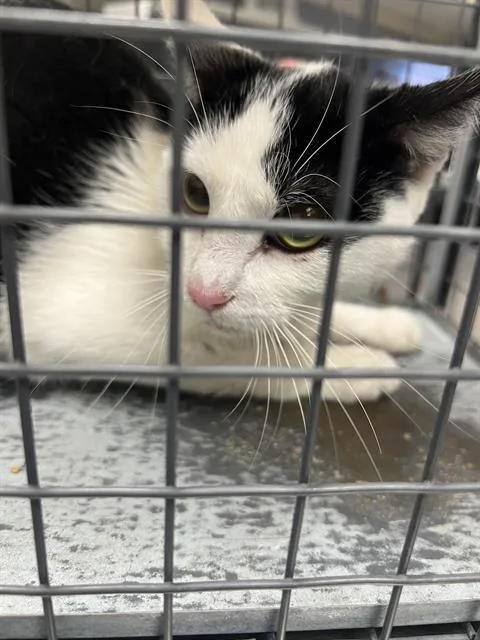 An adult medium-sized female Domestic Short Hair cat named Sabil for adoption in Las Vegas, NV
