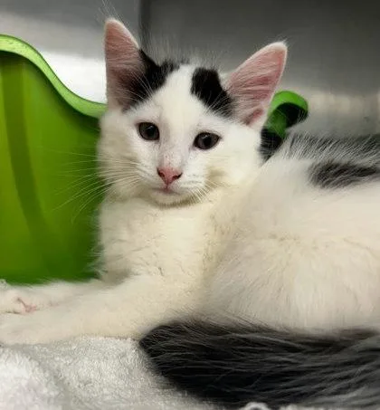A baby small-sized male Domestic Short Hair cat named Jason Momoa for adoption in Munster, IN
