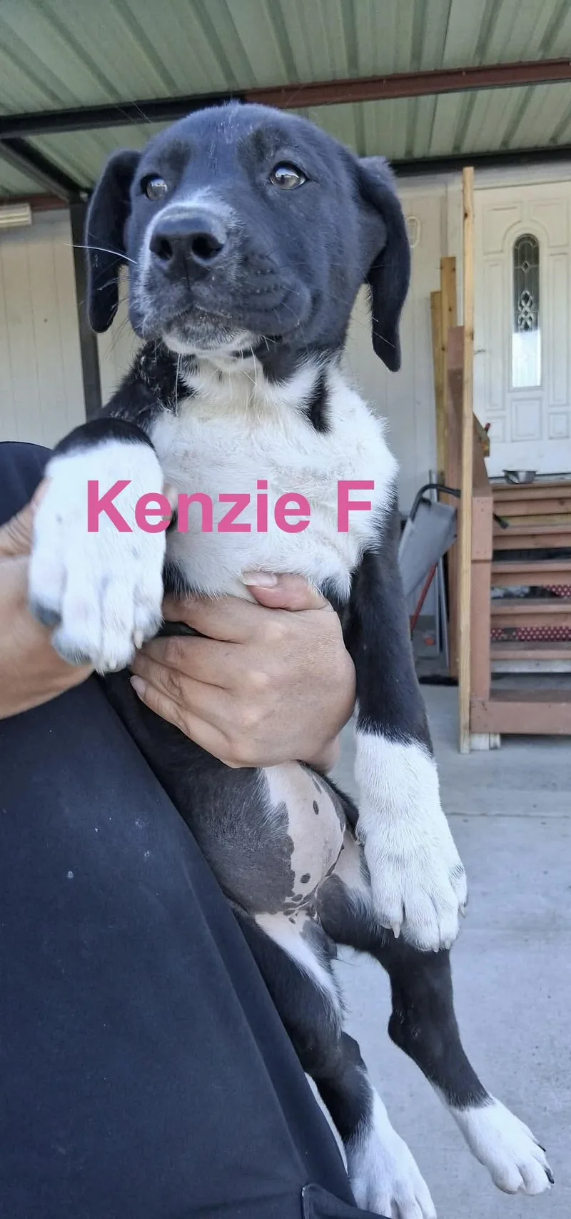 A baby medium-sized female German Shepherd Dog dog named Kenzie for adoption in Barkhamsted, CT