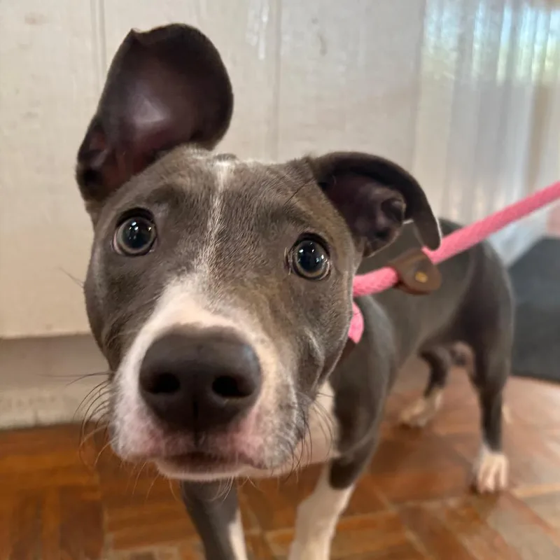 A baby small-sized male Gray / Blue / Silver Pit Bull Terrier dog named Slinky for adoption in Santa Barbara, CA
