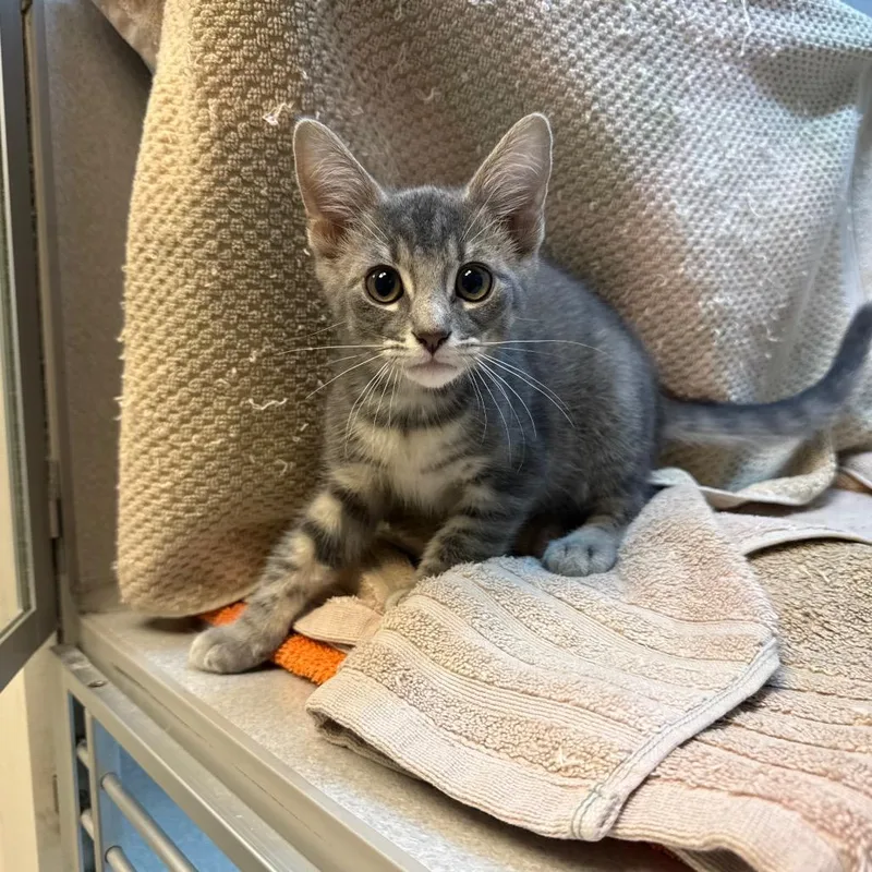 A baby small-sized male Gray / Blue / Silver Domestic Short Hair cat named Leo for adoption in Pittsburgh, PA