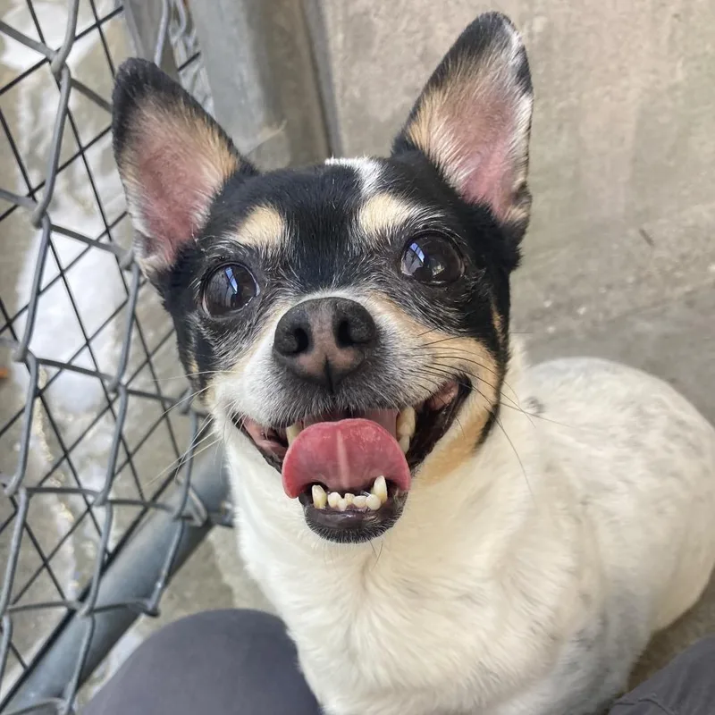 A senior small-sized female White / Cream Chihuahua dog named Bailey for adoption in Providence, RI