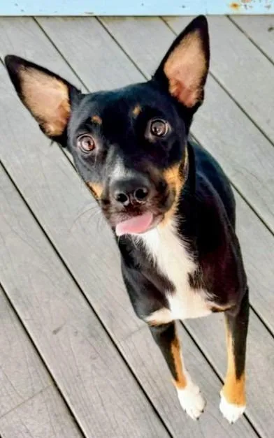 A young medium-sized female Mixed Breed dog named Angelina for adoption in St. Augustine, FL