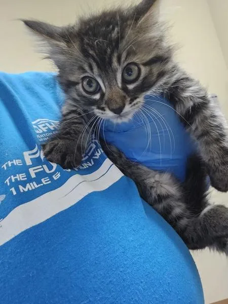 A baby small-sized male Domestic Short Hair cat named Cheesy Gordita Crunch for adoption in Kennewick, WA